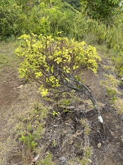 Wikstroemia oahuensis