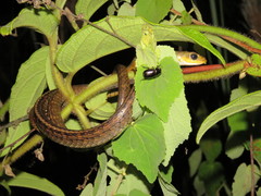 Chironius spixii