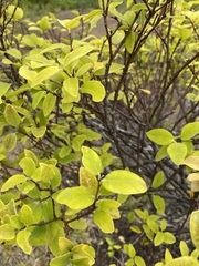 Wikstroemia oahuensis
