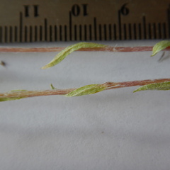 Antennaria rosea confinis