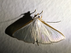 Diaphania costata