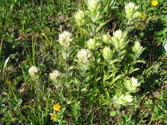 Castilleja parviflora albida