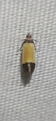 Anacampsis coverdalella