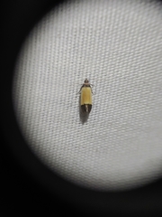 Anacampsis coverdalella