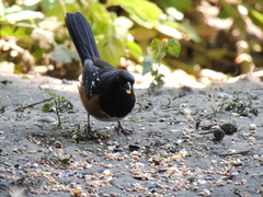Pipilo maculatus oregonus
