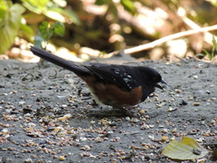Pipilo maculatus oregonus