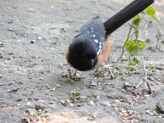 Pipilo maculatus oregonus