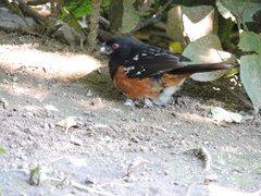 Pipilo maculatus oregonus