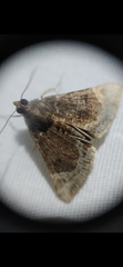 Hypena abalienalis