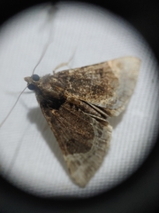 Hypena abalienalis