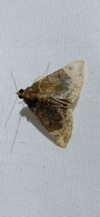 Hypena abalienalis