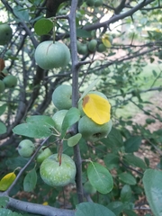 Malus ioensis texana