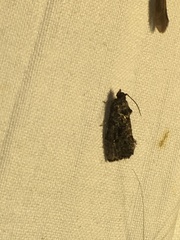 Gymnandrosoma punctidiscanum