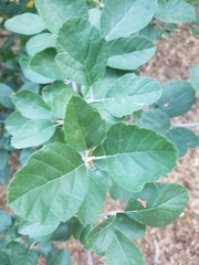 Malus ioensis texana