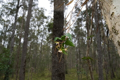 Dendrobium tetragonum