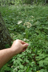 Lolium giganteum