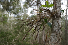 Dendrobium tetragonum