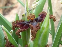 Ferraria foliosa