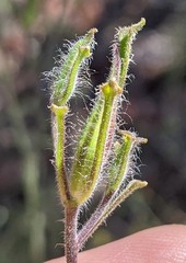 Cordylanthus pilosus pilosus