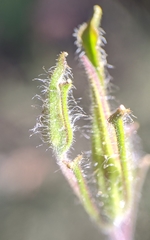 Cordylanthus pilosus pilosus