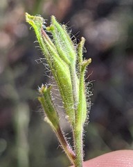 Cordylanthus pilosus pilosus