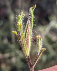 Cordylanthus pilosus pilosus