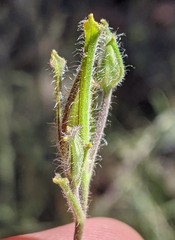 Cordylanthus pilosus pilosus