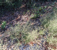Cordylanthus pilosus pilosus
