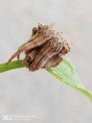 Poltys illepidus
