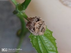 Poltys illepidus