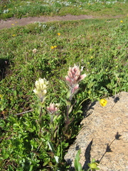 Castilleja parviflora albida