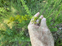 Solidago pinetorum