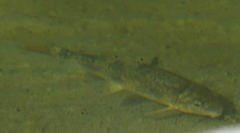 Catostomus occidentalis