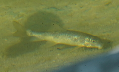 Catostomus occidentalis
