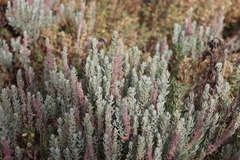 Extriplex californica