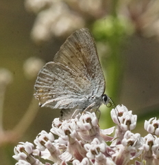 Satyrium sylvinus dryope