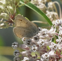 Satyrium sylvinus dryope
