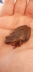Dendropsophus columbianus