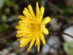 Crepis sancta