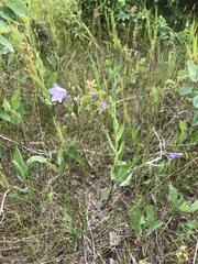 Campanula petiolata