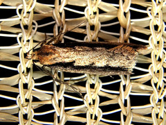 Leptocroca sanguinolenta