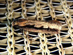 Leptocroca sanguinolenta