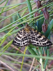 Arichanna melanaria