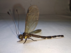 Acheron longus