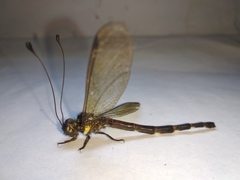 Acheron longus