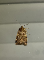 Cryptocala acadiensis