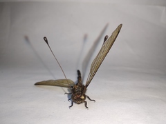Acheron longus