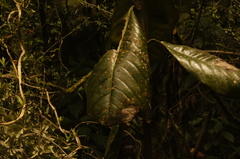 Talauma