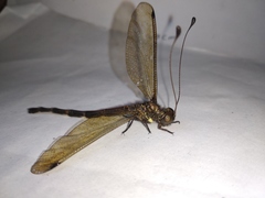 Acheron longus