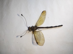 Acheron longus
